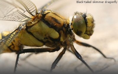 A photograph of an adult Black tailed skimmer dragonfly