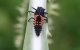 Harlequin ladybird larvae - explore the A-Z of insects