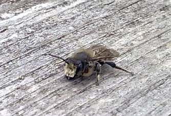 A solitary bee (Andrena sp.)